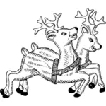Reindeer vector graphics
