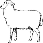 כבשים וקטור ציור