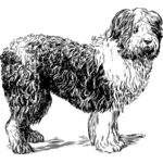Sheepdog vector image