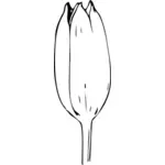 Tulip bud vector illustration