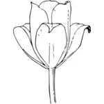 Vector graphics of tulip flower