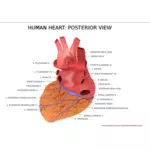 Människans hjärta