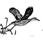 Dibujo vuelo del pájaro