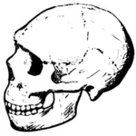 Amud skallen vektor
