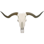 Bull's skull vector | Public domain vectors
