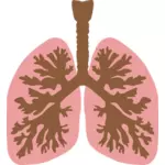 Poumons et des bronches