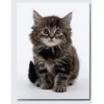 Sweet kitten vector image
