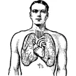男人和他的肺部矢量图形