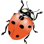 Ladybug vector drawing