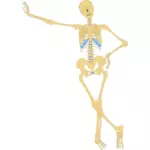 Ständiga skelett vektorbild