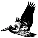 Flying pelican vector image