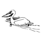 Pelican vector image