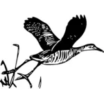 King rail bird taking off vector image