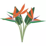 Clip-art vector da flor do paraíso