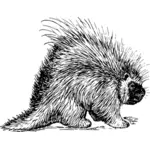 Porcupine vector clip art