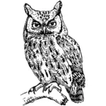 Screech owl vector image