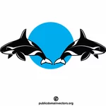 أوركا الحيتان القاتلة