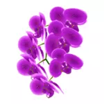 Filiale dell'orchidea
