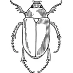 Ilustración de escarabajo