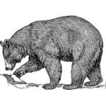 Pencil drawing vector drawing of a large bear