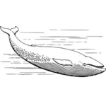 Ilustración de vector de ballena azul