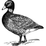 Brant in black and white drawing