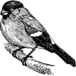 Bullfinch illustration