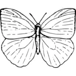 Ilustración de mariposa