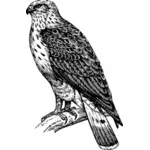 Graphics of common buzzard