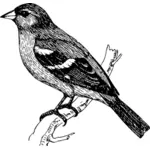 Chaffinch vector image