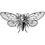 Cicada siluett