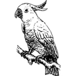 矢量绘图的凤头鹦鹉