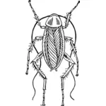 Kakerlakk bilde