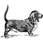 Basset Hound pes vektorové ilustrace