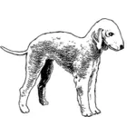 Bedlington terrier vector image