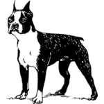 Boston terrier vector drawing