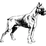 Boxer dog vector image