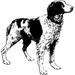 Brittany Spaniel vector image