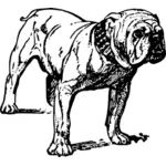 Bulldog dessin vectoriel