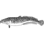 Burbot fish vector drawing