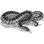 Adder snake vector graphics