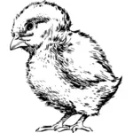 Imagen vectorial de gallina