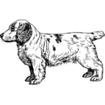 Clumber Spaniel vector image