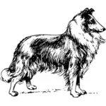 Vector illustration of Collie