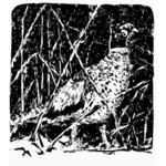 Pheasant vektor gambar