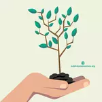 Plant een boom