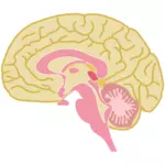 人間の脳を描画