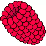 Raspberry vector image