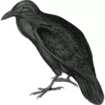 Векторное изображение темные цветные ворона в монотонной