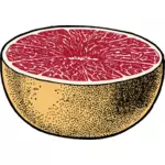 红色葡萄柚的矢量图像切成两半